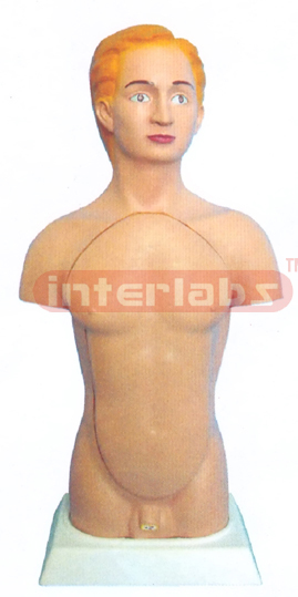 45 CM TALL, MALE TORSO 14 PCS, WITH HEAD